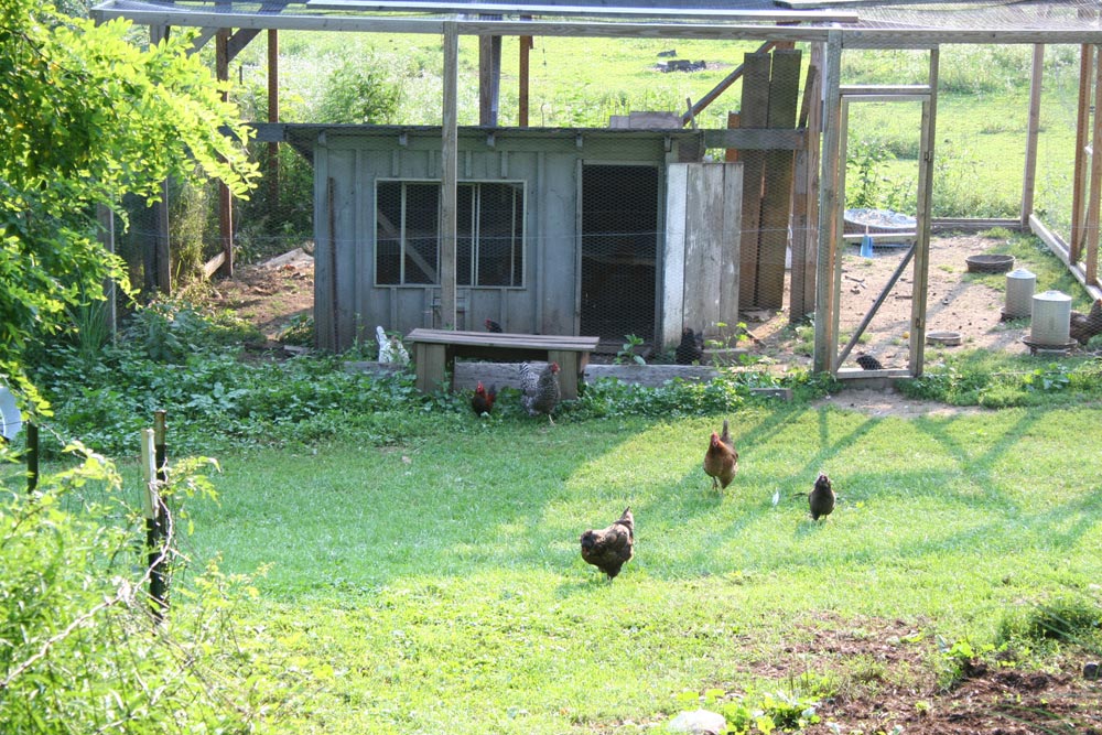 Rooster on the farm