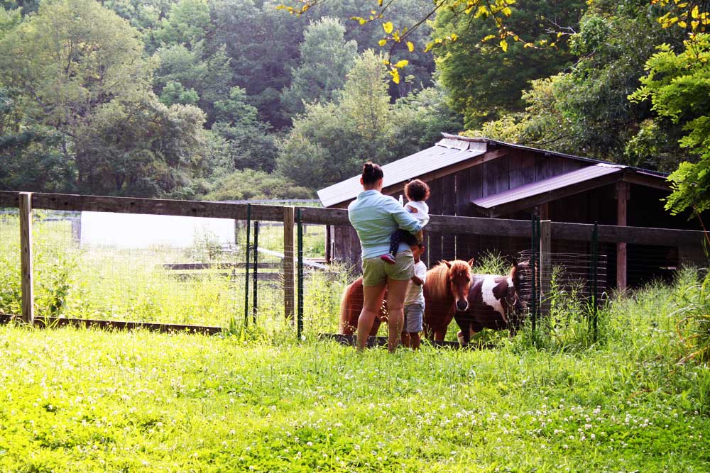 Petting-Horse-Catskill-Mountain-Farm-Stay-1000