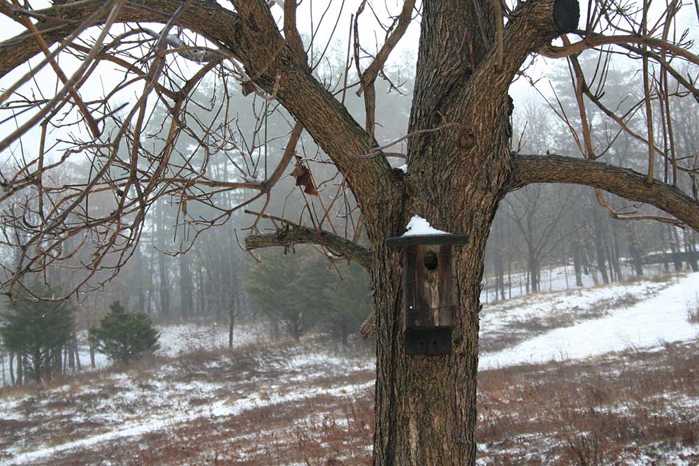 Snow-covered tree beside the barn
