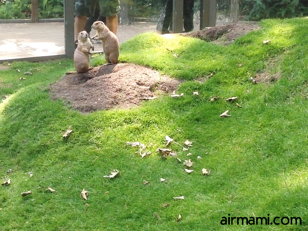 bronx-zoo-animals-060215-1000