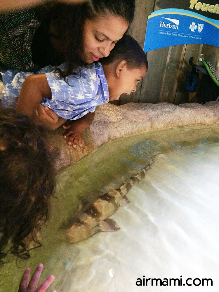 Kids watching sharks