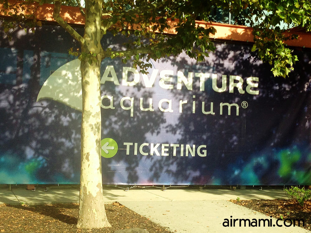 Sharks at Adventure Aquarium