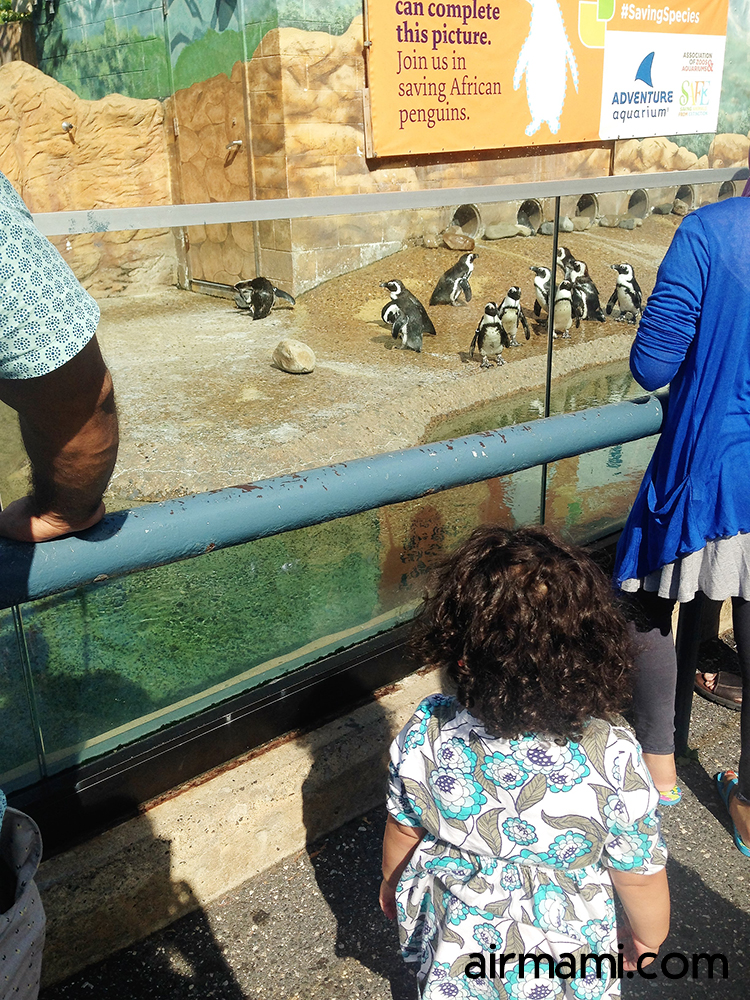 Penguin exhibit