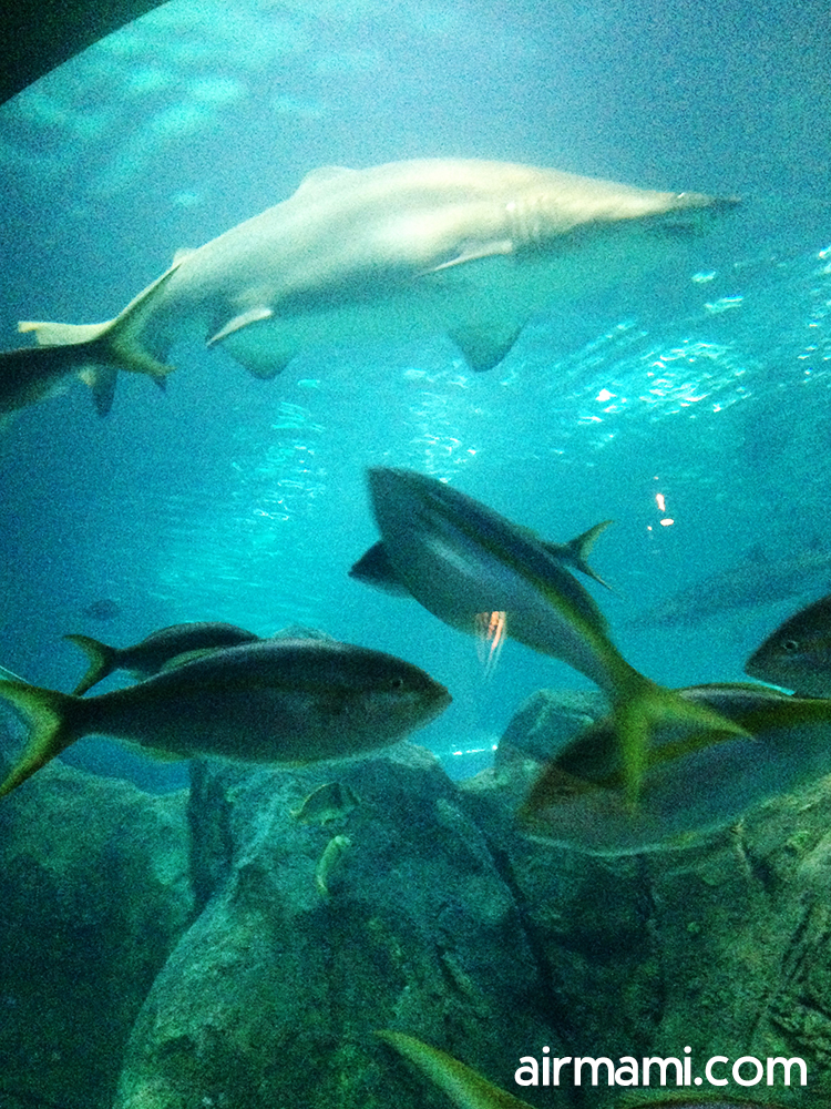 #mysharkselfie photo