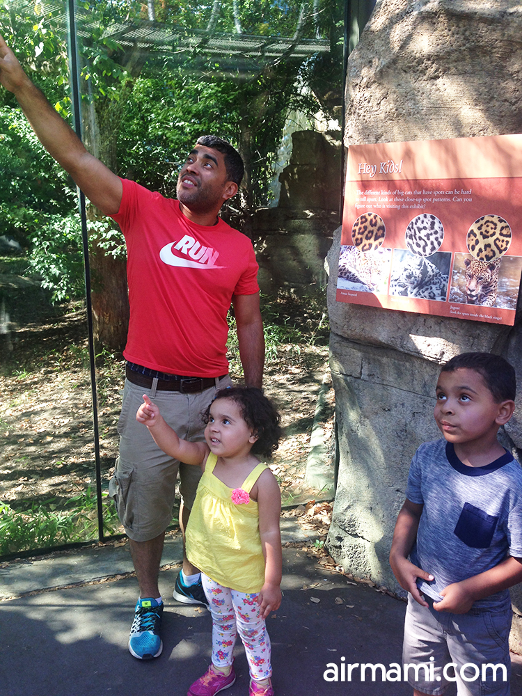 Tiger in overhead tunnel