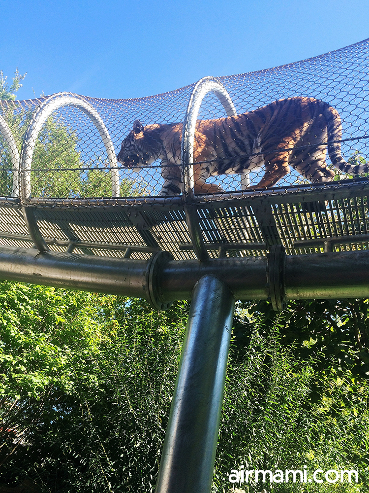 Tiger at Big Cat Falls