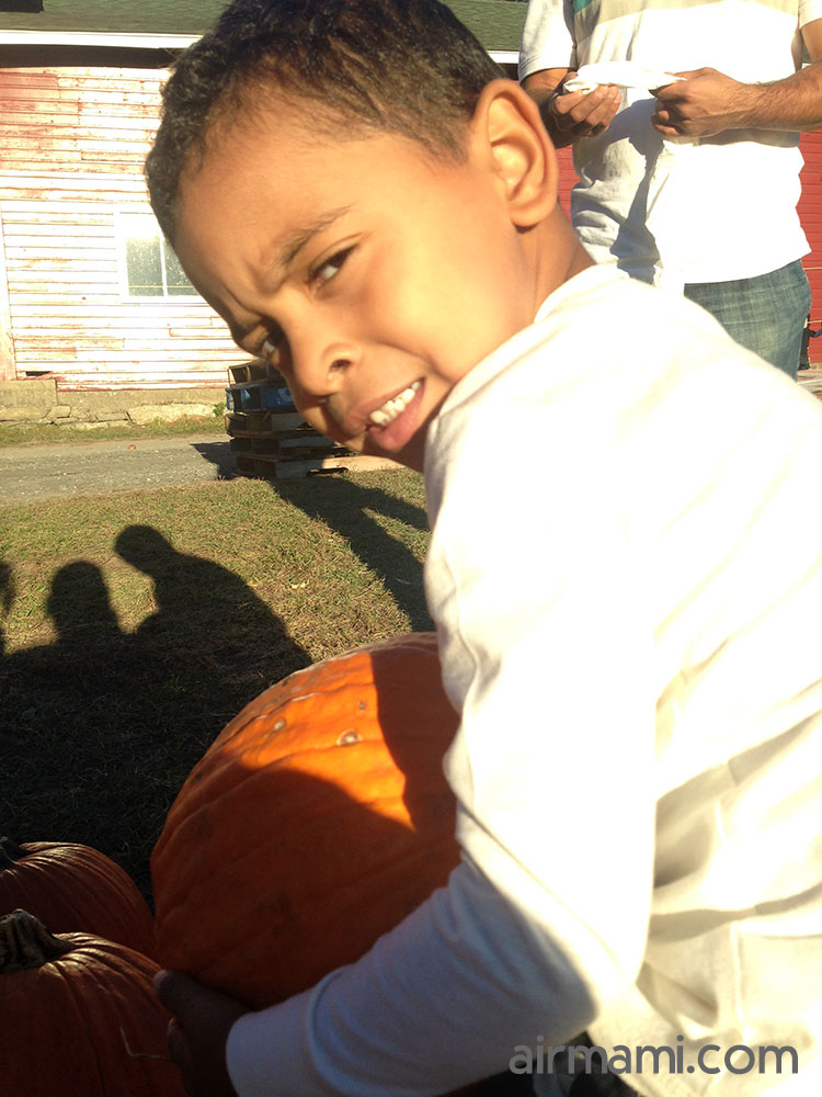 Apple harvest spread