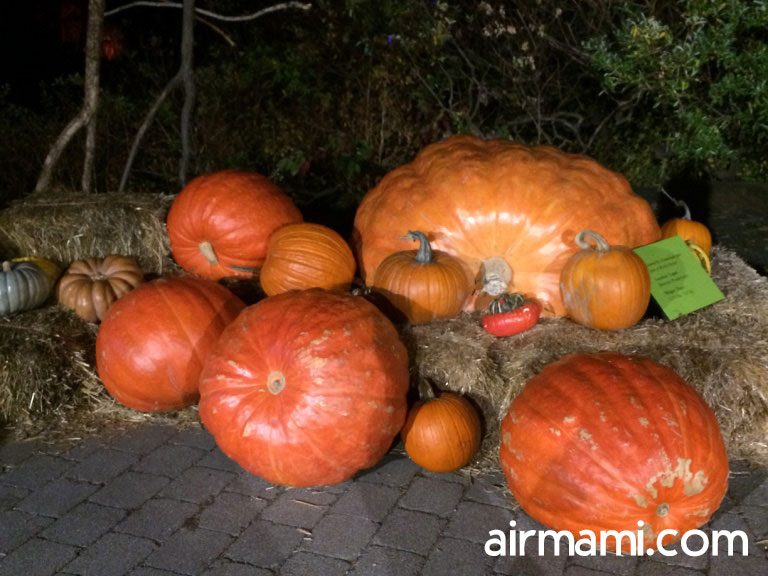 Pumpkin carving demonstration